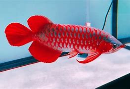 Slot Baru Ikan Arwana Super Red Kalimantan Barat Yang Bagus